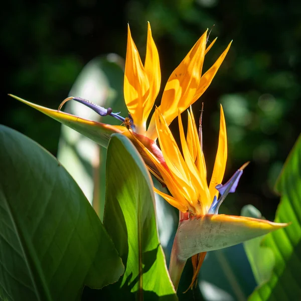 Primer Plano Flores Amarillas Pájaro Del Paraíso Cultivadas Jardín Primavera —  Fotos de Stock