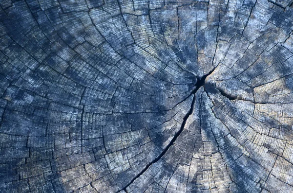 木の割れた切り株のクローズアップショット — ストック写真
