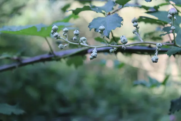 一朵美丽的丁香花枝条 上面挂满了芽 — 图库照片