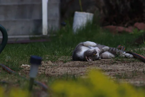 Closeup Shot Anatolian Cat Lying Ground — ストック写真