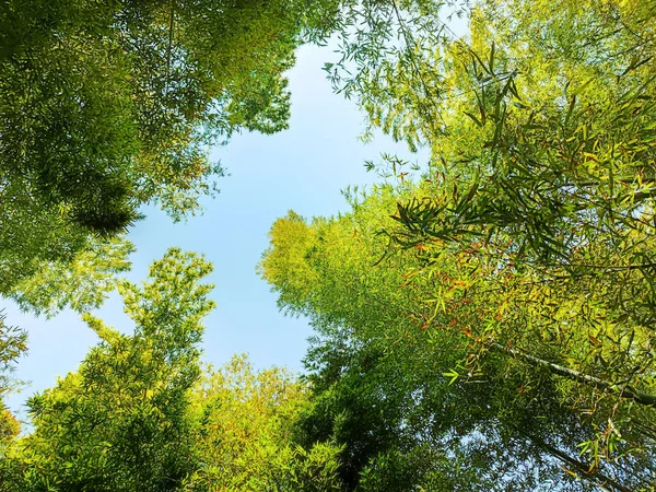 Tiro Ângulo Baixo Belas Árvores Verdes Contra Céu Azul Dia — Fotografia de Stock