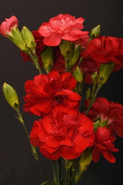 Tiro Close Vertical Flores Cravo Vermelho Florescendo — Fotografia de Stock