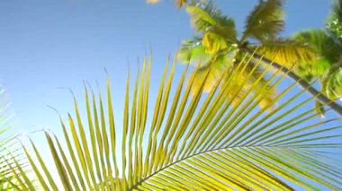 A low angle view of the moon and palm trees on the beach in the Caribbean in HD