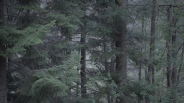 Valle di Muggio, Ticino, İsviçre 'deki ormandaki ağaçlar