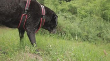 A beautiful shot of a black Labrador Retriever walking on the grass in the park in daylight in Valle di Muggio, Ticino, Switzerland