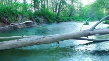 A closeup of a Poplar tree in Ega river in Navarre, Spain