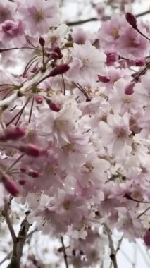 Japon kiraz çiçeklerinin ağaçtaki güzel görüntüsü.