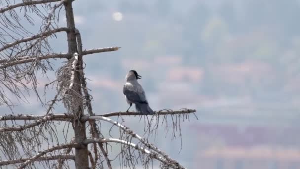 Fokus Dangkal Dari Corvus Cornix Burung Berdiri Cabang Pohon Dengan — Stok Video