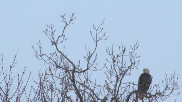 Низкоугольный Снимок Дикого Лысого Орла Безлистном Дереве Время Снегопада — стоковое видео