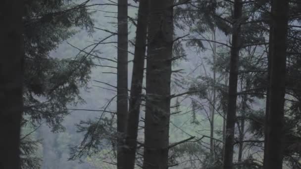 Closeup Footage Forest Trees Rainy Day Valle Muggio Ticino Switzerland — Vídeo de Stock