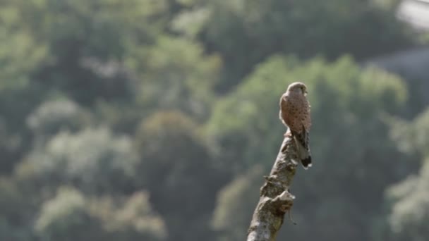 背景がぼやけている木の枝に立つユーラシアケストレルの鳥の浅い焦点 — ストック動画