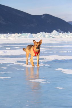 A vertical shot of an adorable dog standing on a frozen lake