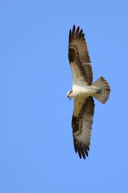 Mavi gökyüzünde süzülen bir Osprey manzarası