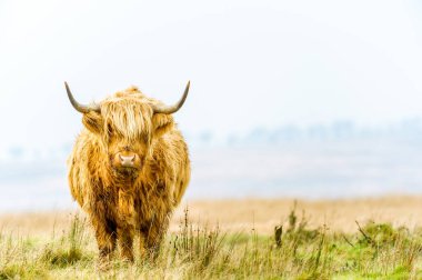 Fundalıkta dikilen Exmoor Highland İneği