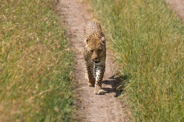 Güneşli bir günde tarlada güzel bir leopar manzarası