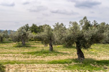 Yeşil zeytin ağaçlarıyla güzel bir yaz manzarası. Batea, Terra Alta, Tarragona, Katalonya, İspanya.