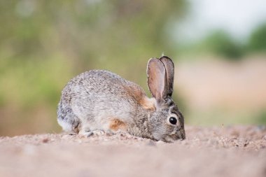 A selective focus shot of rabbit in Southern Nevada