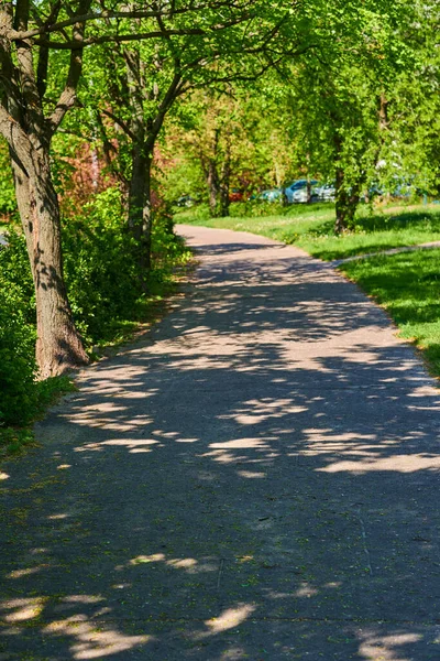 Vertical Shot Small Path Park Sunlight — Stock Photo, Image