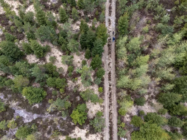 Sveç Teki Ormanın Hava Insansız Hava Aracı Görüntüsü Yolda Köpekle — Stok fotoğraf