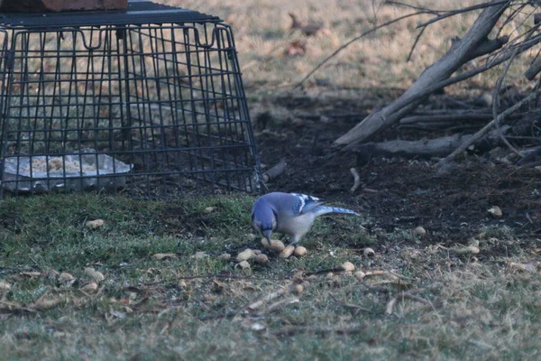 Blue Jay Eating Some Seeds Green Grass — Stock Fotó