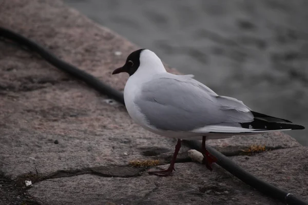 Een Close Shot Van Witte Meeuw Grond — Stockfoto