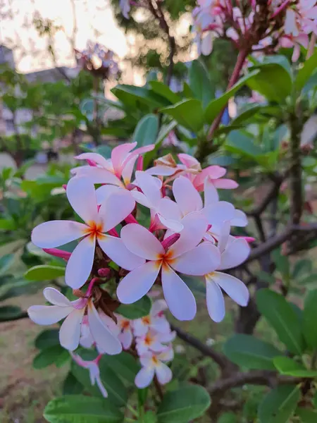 Gros Plan Vertical Cimetière Singapour Fleurit Dans Parc Concentration Choisie — Photo