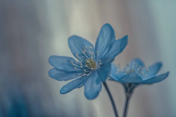 Mavi Transilvanya Karaciğer Otu Çiçeklerine Yakın Çekim — Stok fotoğraf