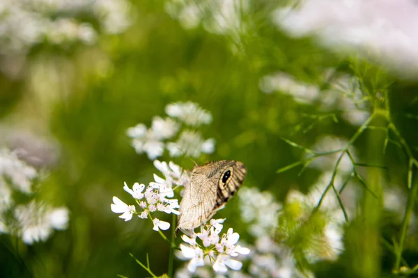 Коричневий Метелик Квітці Кориандра Наукова Назва Кориандра Coriandrum Sativum Scientific — стокове фото