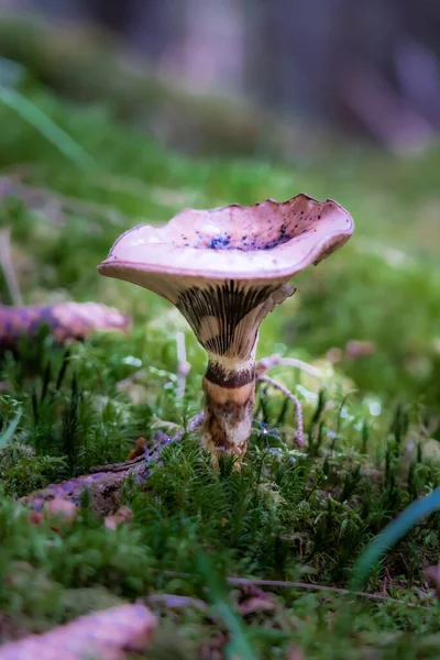 Cogumelo Mokruha Uma Floresta Suécia — Fotografia de Stock