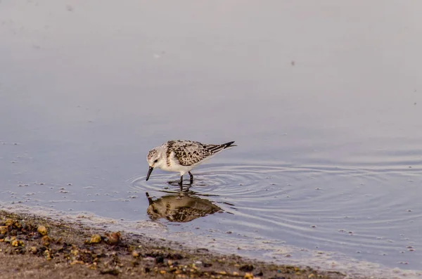 One Adult Kentish Plover Water Bird Nabij Een Strand — Stockfoto