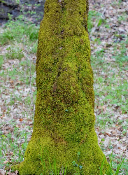 緑の苔で木の幹のクローズアップショット — ストック写真