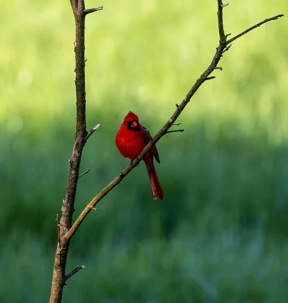 背景がぼやけている小さな枝に座っている美しくかわいい赤い鳥 — ストック写真