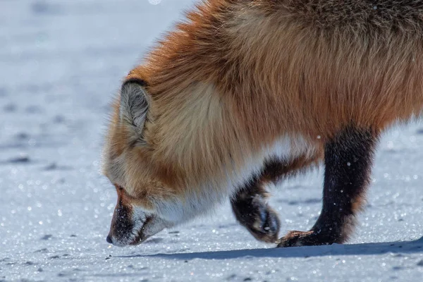 Nahaufnahme Eines Schönen Fuchses Der Schnee Wandelt Die Nase Auf — Stockfoto