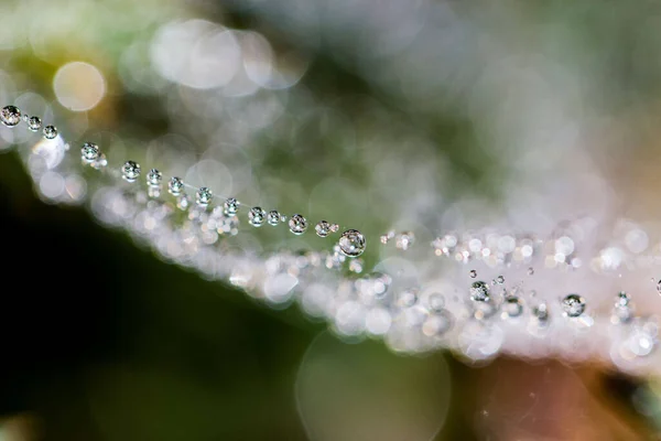 Closeup Beautiful Dew Drops Cobweb Blurry Background — 图库照片