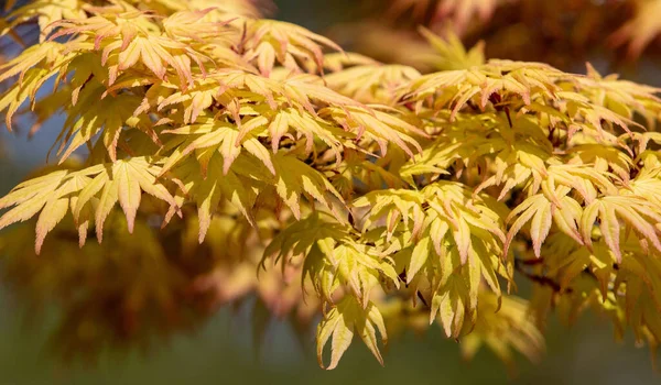 Closeup Shot Many Yellow Autumn Leaves Branch — Fotografia de Stock