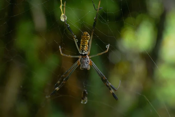 クモがネットを縫う際のフォーカスショット — ストック写真