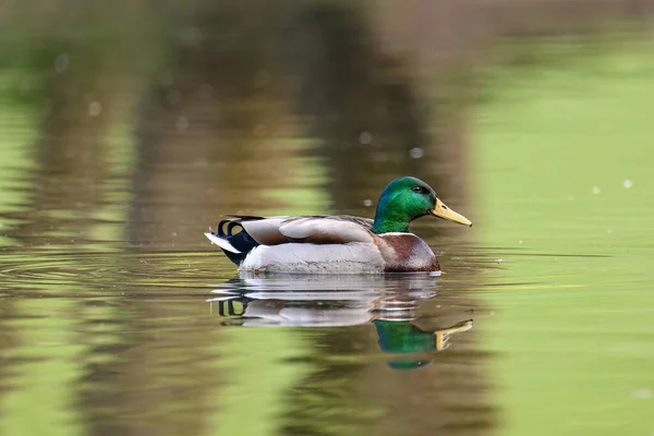 Mallard Duck Swimming Green Pond — Fotografia de Stock