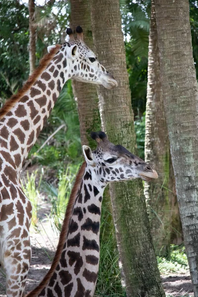 Plan Vertical Deux Girafes Masai Avec Troncs Arbres Dans Une — Photo