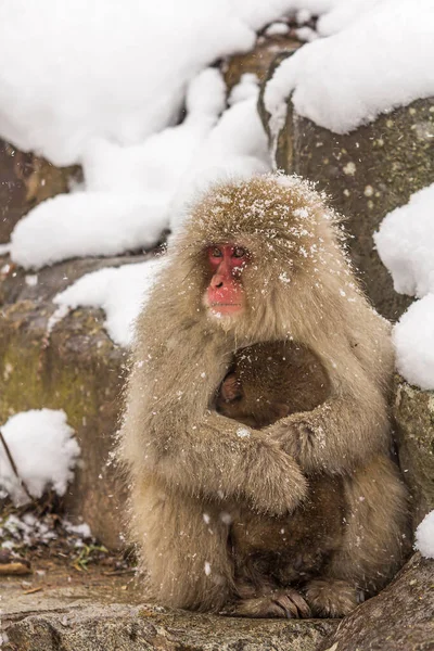 Cliché Vertical Une Mère Singe Macaque Embrassant Son Bébé Sous — Photo