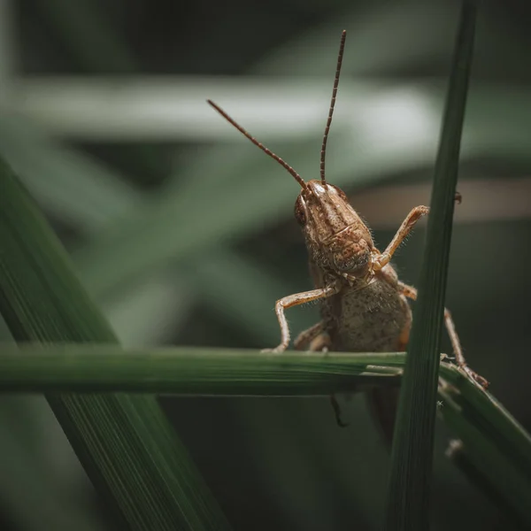 Знімок Grasshopper Листі Саду — стокове фото