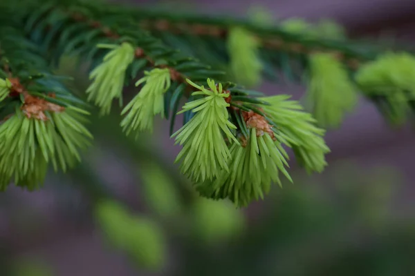 Closeup Spruce Branches Fresh Shoots Spring — Stock Fotó