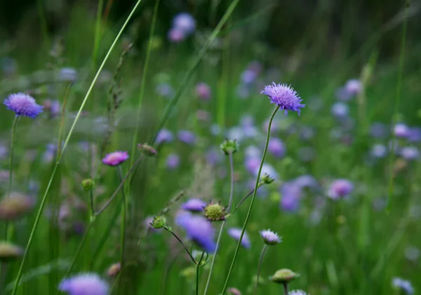 Closeup Shot Growing Scabiosa Flowers Isolated Green Nature Background — Fotografia de Stock