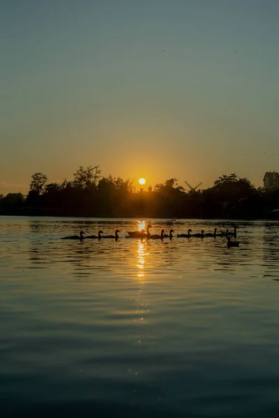 Eine Vertikale Aufnahme Eines Vogelschwarms Der Bei Sonnenuntergang See Schwimmt — Stockfoto