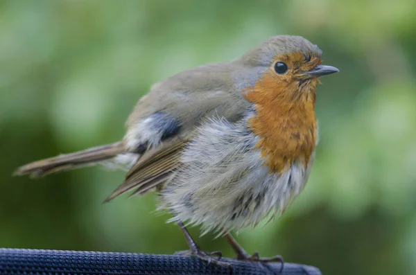 Een Schattig Roodborstje Met Pluizige Veren Een Tuin — Stockfoto