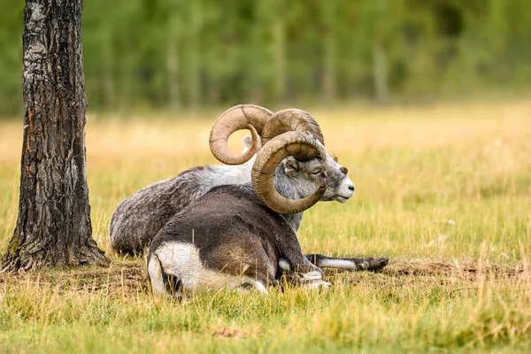 Thinhorn Koyunu Ovis Dalli Yukon Bölgesi Kanada — Stok fotoğraf