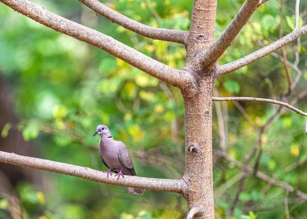 ユーラシア色の鳩のクローズアップ Streptoperia Decacocto木の上に倒れた — ストック写真