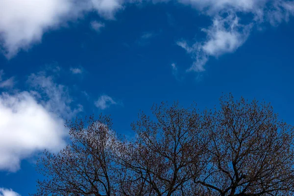 Низкоугольный Снимок Ветвей Деревьев Листьями Облачном Небе — стоковое фото