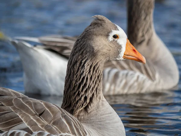 View Greylag Goose White Mask Swimming Open Water Stock Photo — Stockfoto