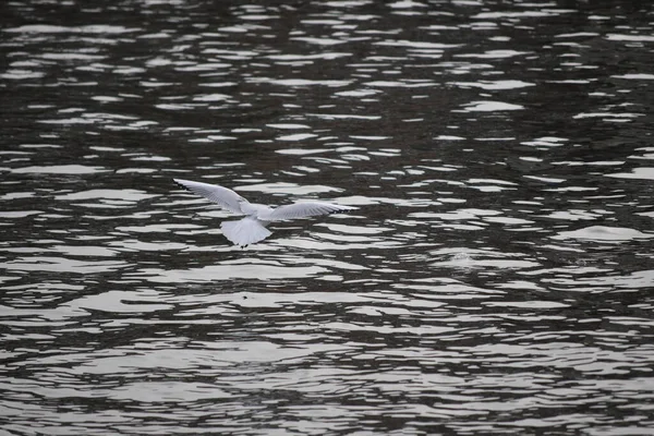 Uma Vista Belo Pássaro Branco Voando Sobre Lago — Fotografia de Stock