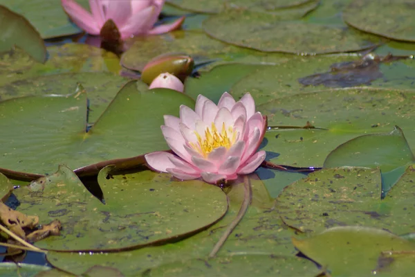 池に咲くピンクのユリの水の花の選択的な焦点ショット — ストック写真